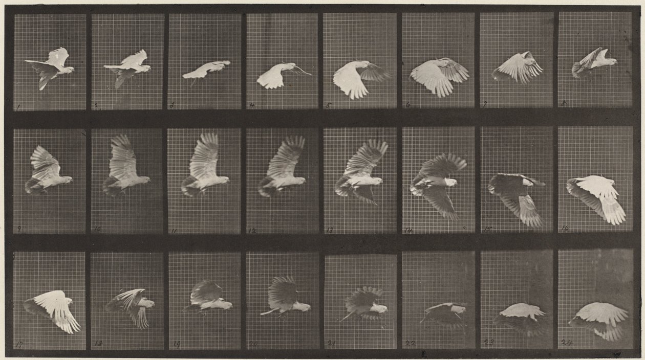  av Eadweard Muybridge