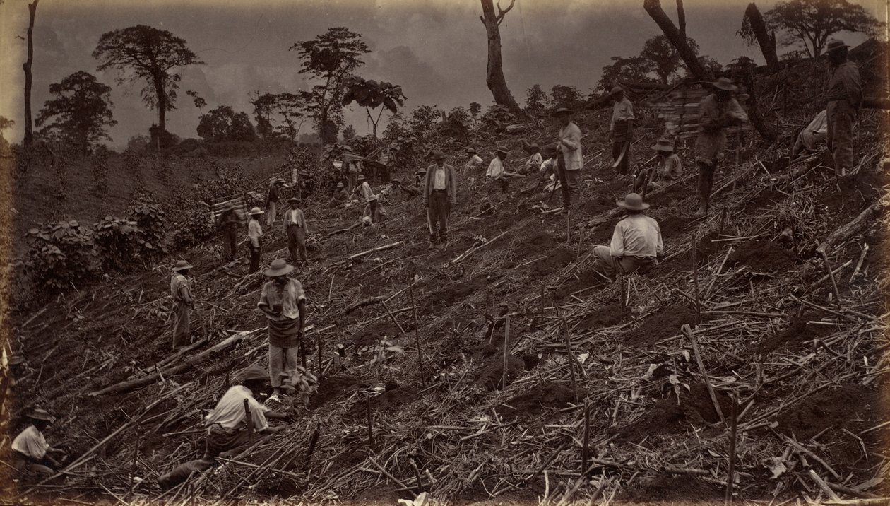 Anleggelse av en kaffeplantasje i Antigua de Guatemala av Eadweard Muybridge