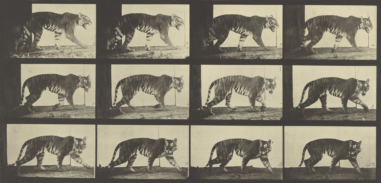 Tiger Walking, plate 729 fra Animal Locomotion, 1887 av Eadweard Muybridge