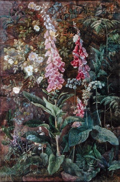 Digitalis Purpurea og Rosa Rugosa (akvarell på papir) av Edith Isabel Barrow