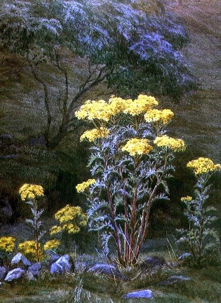 Ragwort on a Bank (akvarell på papir) av Edith Martineau
