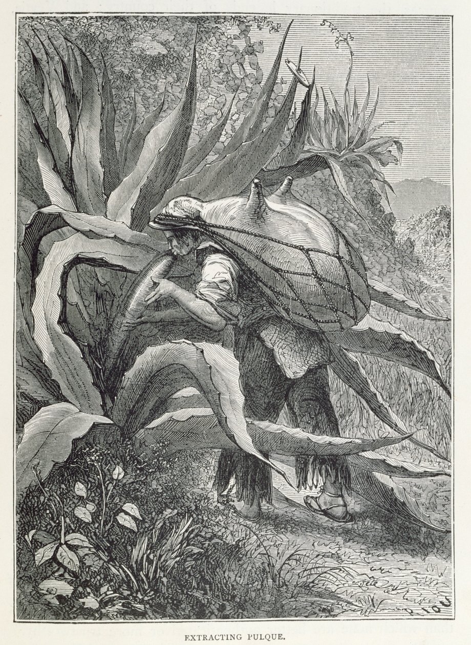 Utdrag av Pulque, fra 