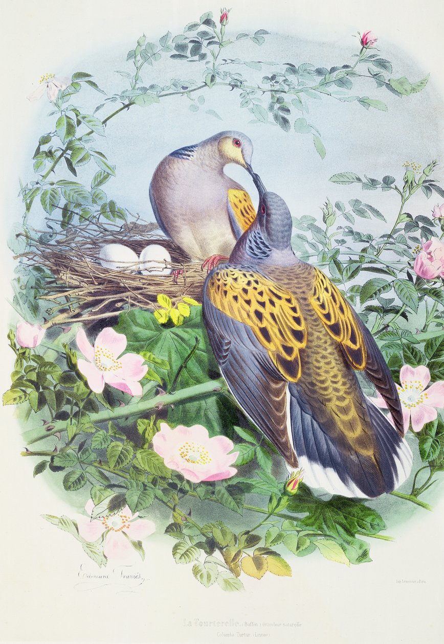 Et par turtelduer av Edouard Travies