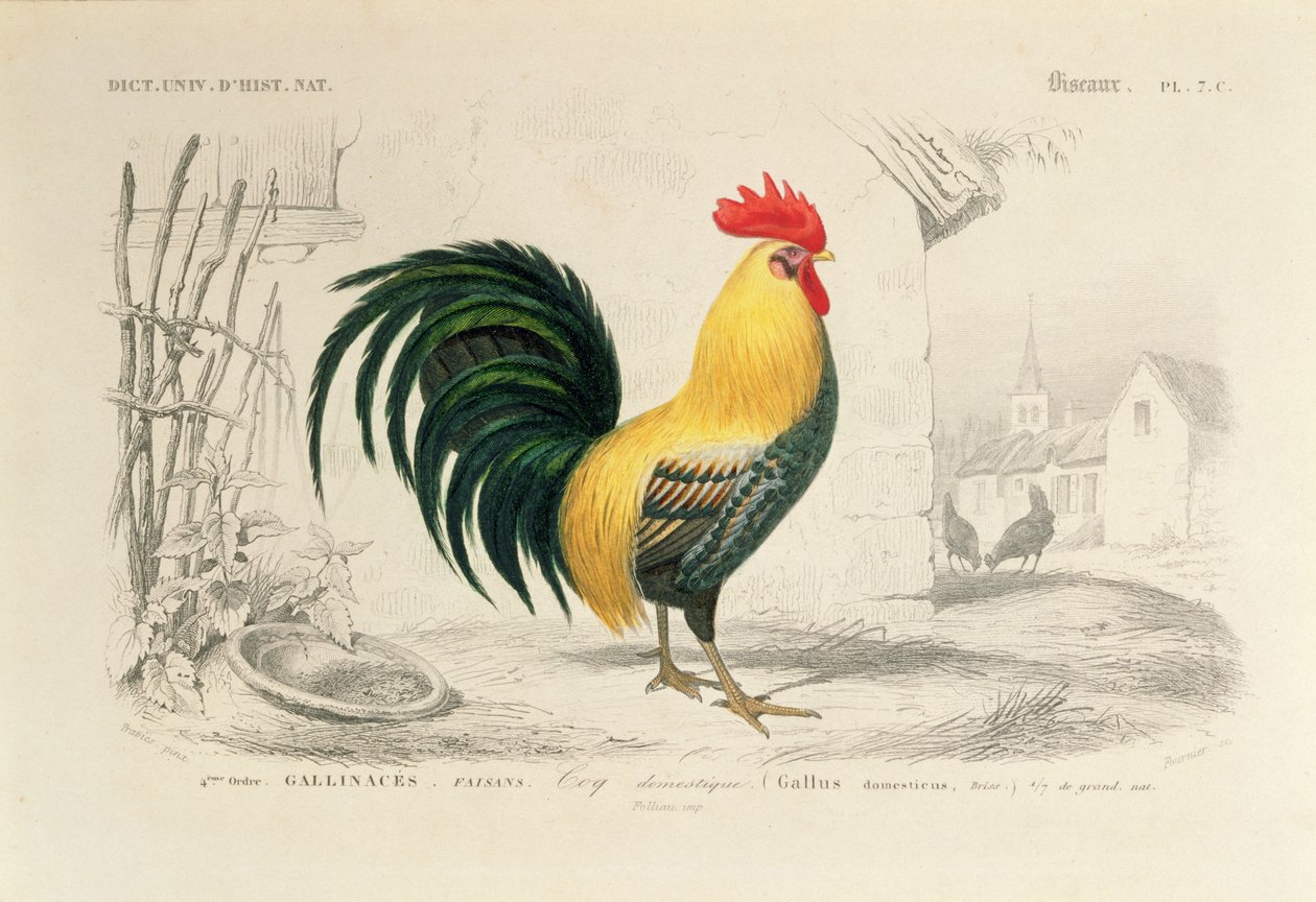 Domestic Cock, illustrasjon fra 