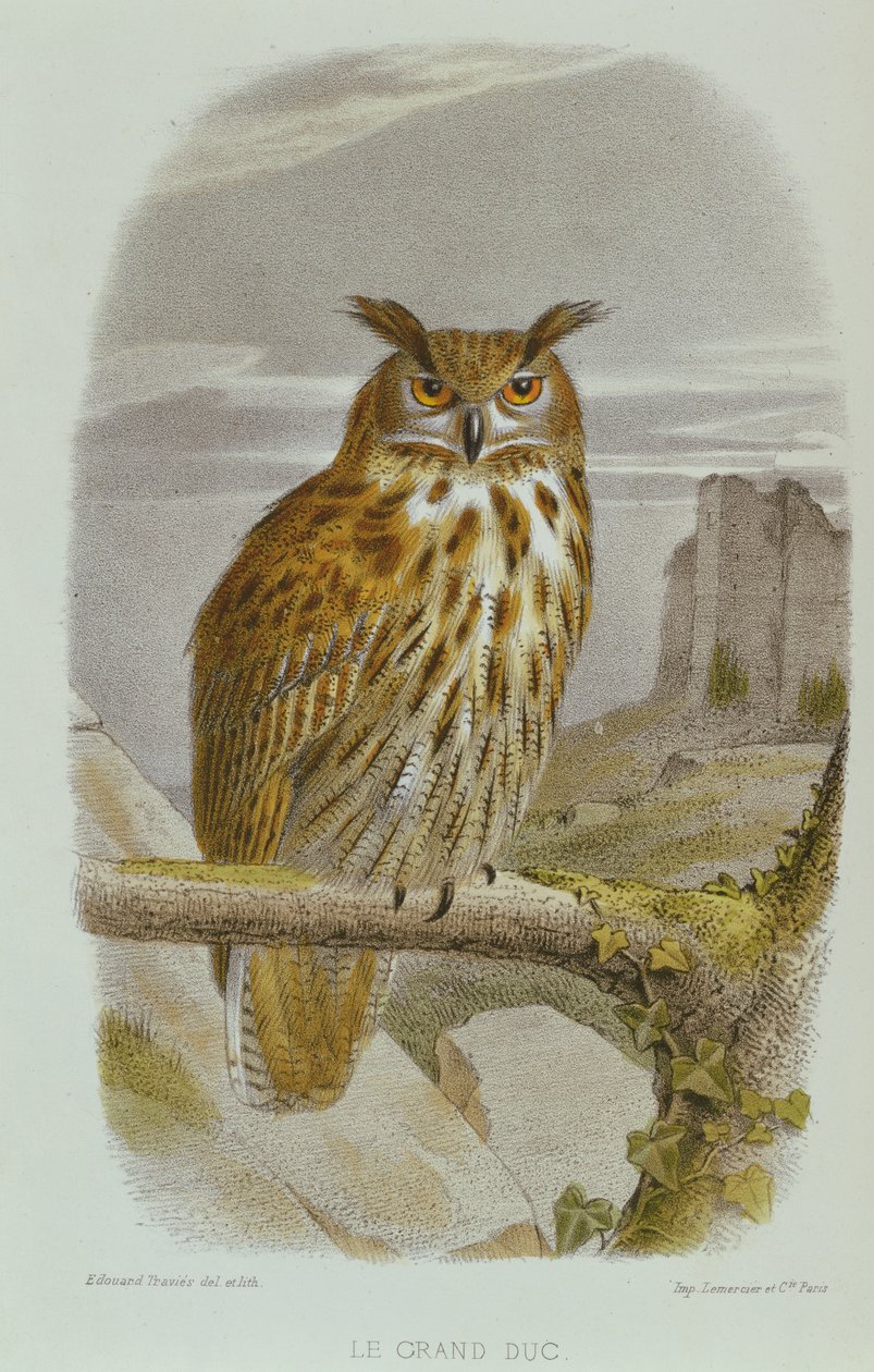 Ørneugle (Bubo Bubo) av Edouard Travies