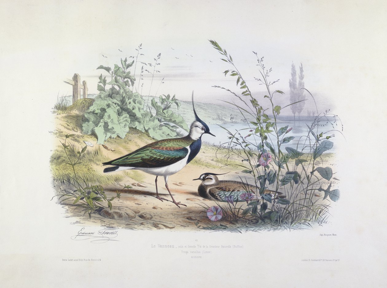 Hunn- og hannvippe (fargegravering) av Edouard Travies