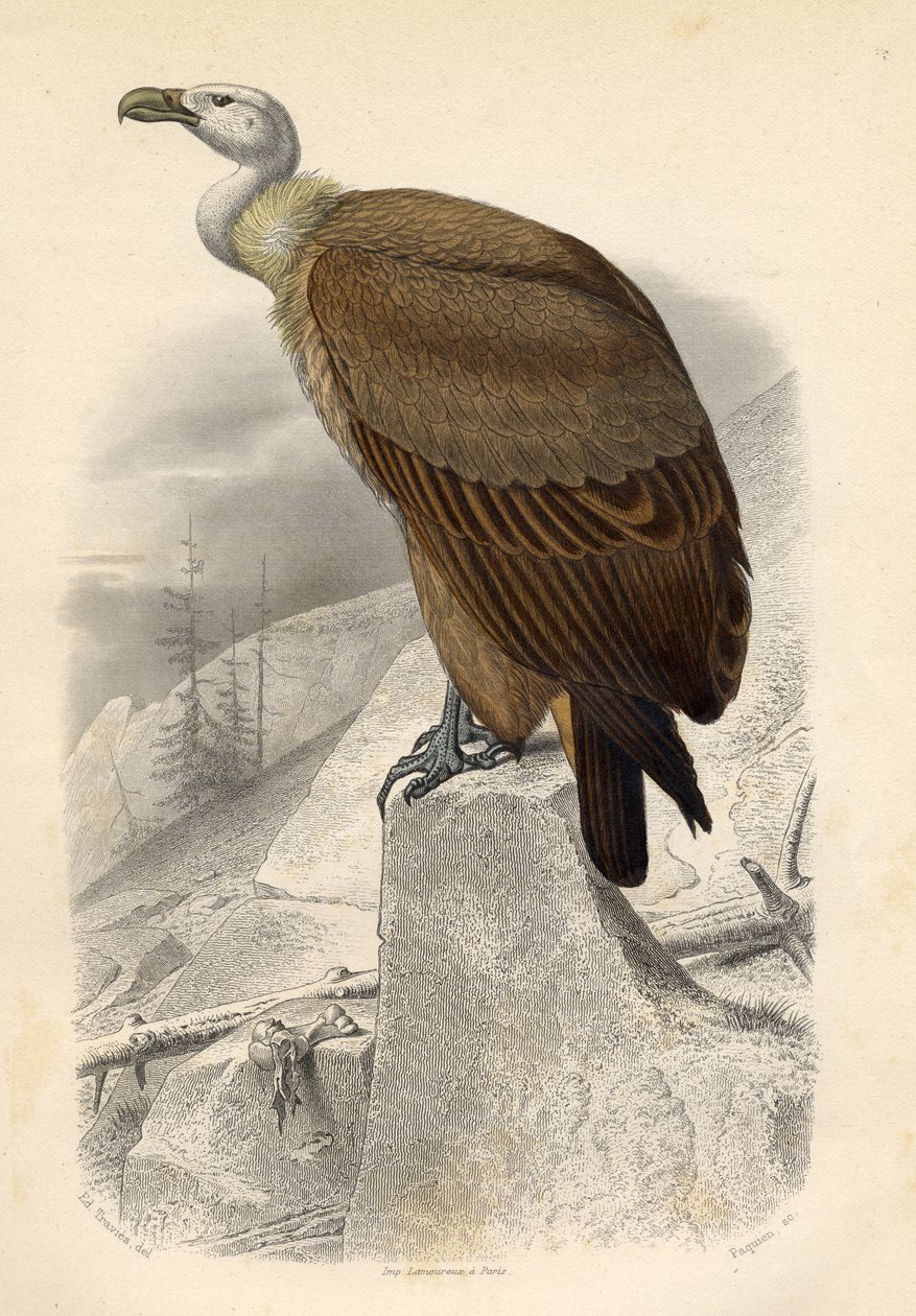 The Fawn Vulture, gravert av Paquien av Edouard Travies