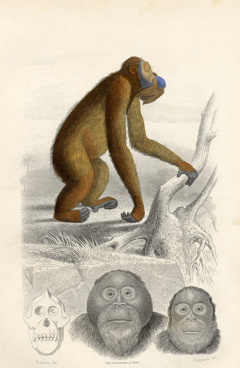 Orangutangen, gravert av Paquien av Edouard Travies