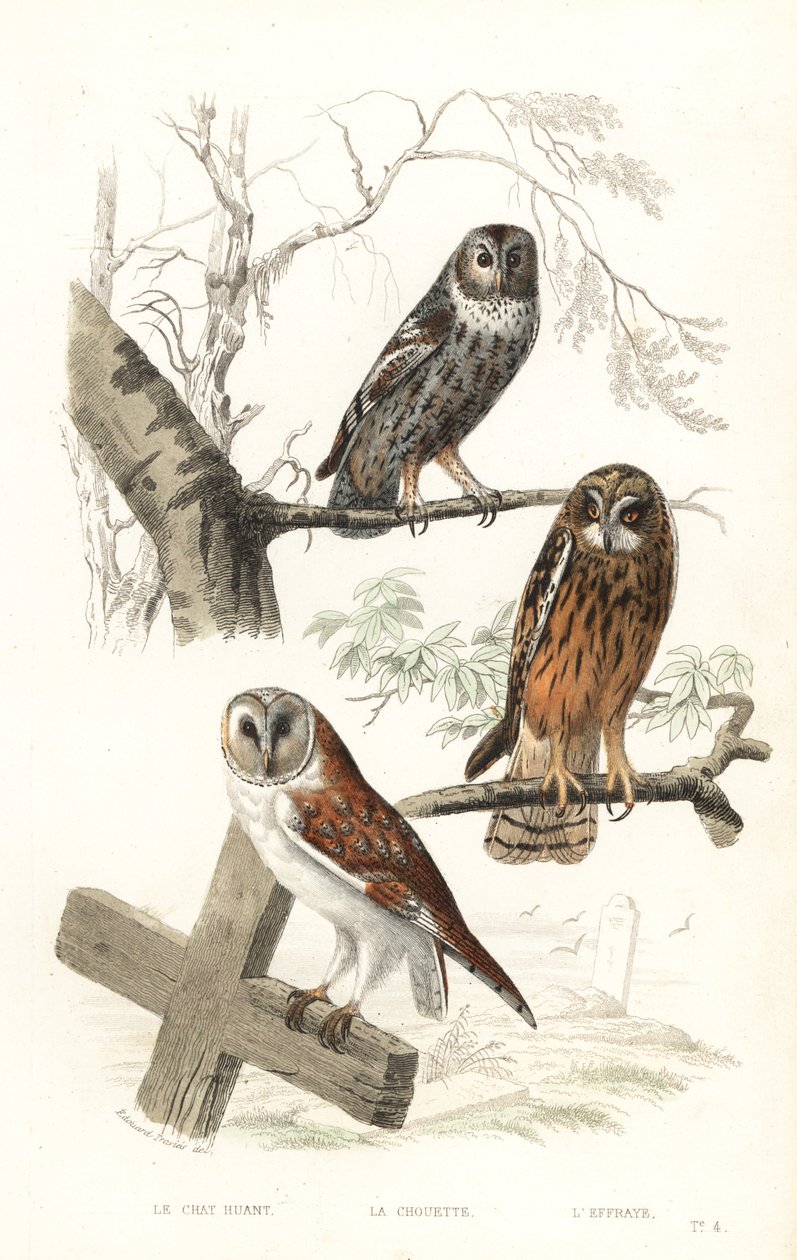 Eurasisk solugle, haukugle og kortøreugle. av Edouard (after) Travies