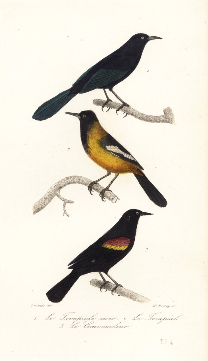 Greater Antillian grackle, Audubons oriole og rødvinget svart av Edouard (after) Travies