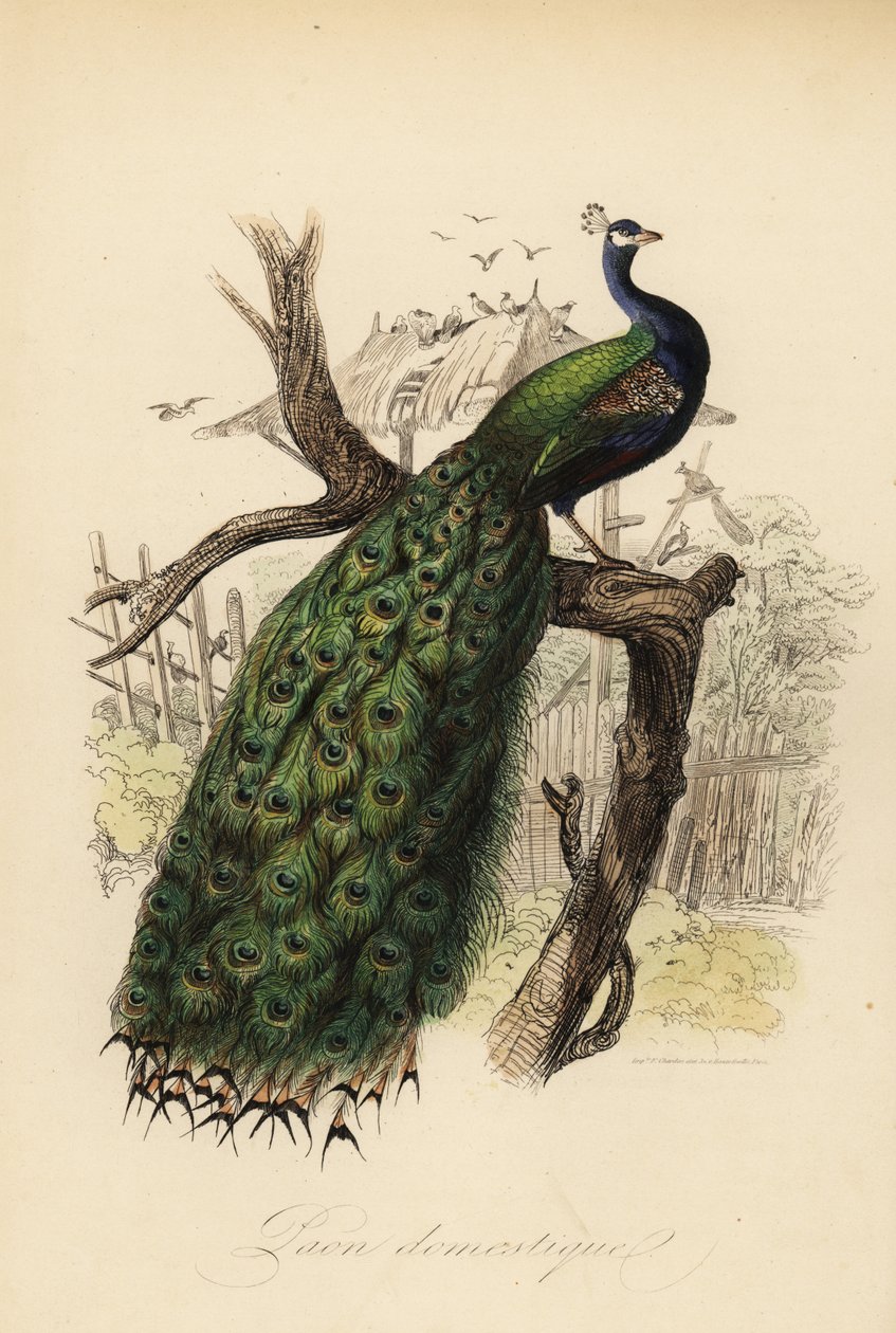 Indisk påfugl, Pavo cristatus av Edouard (after) Travies