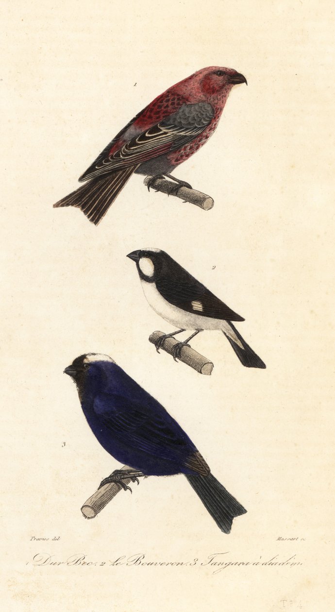 Furubekk, foret seedeater og diademed tanager. av Edouard (after) Travies
