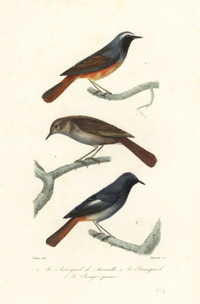 Rødstjert, trost nattergal og svart rødstjert. av Edouard (after) Travies