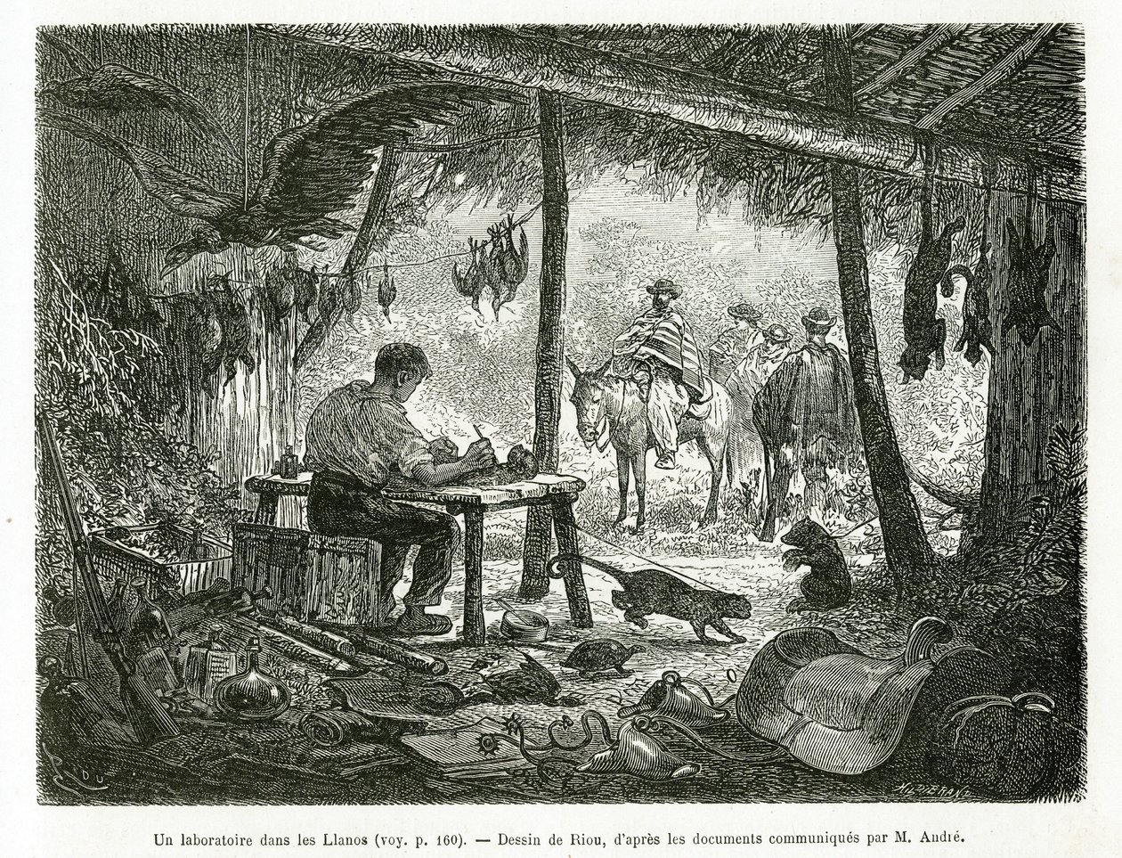 Et taksidermilaboratorium i urskogen, i regionen Llanos (Colombia), tegning av Riou, for å illustrere historien om Equinoxiale America (Colombia, Ecuador, Peru), i 1875-1876, av Ed. andre, reiseoppdrag fra den franske regjeringen. Engra av Edouard Riou