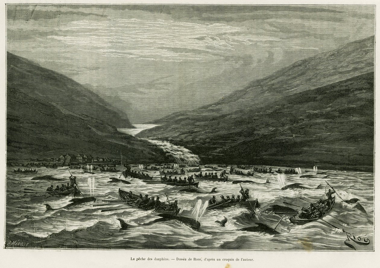 Delfinfiske. Gravering av Riou for å illustrere historien A month in the Faeroer archipelago (Faroer, Faroe, Denmark), av H.Labonne, in le tour du monde 1887, regissert av Edouard Charton (1807-1890), Hachette, Paris. av Edouard Riou