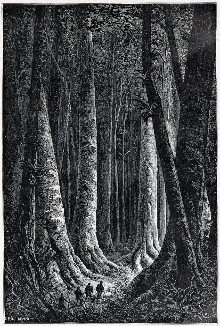 Fransk Guyanaskog, tegning av Riou, "" Le Tour du Monde", 2. sem. 1879. av Edouard Riou