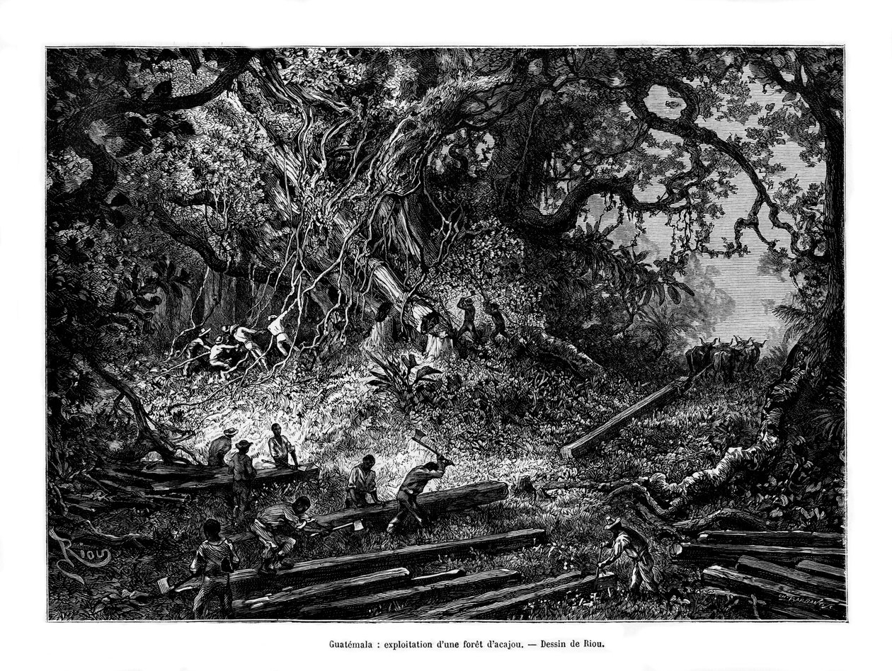 Hogst av mahognitre, Guatemala, 1800-tallet av Edouard Riou