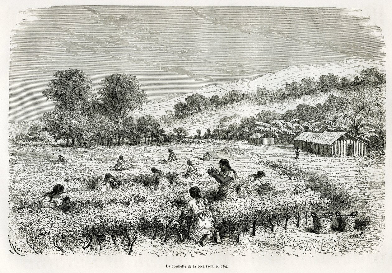 Å plukke kokabladene i Ituata-dalen, tegning av E.Riou, for å illustrere reisen i Titicaca-regionen og dalene øst i Nedre Peru, i 1873 av Paul Marcoy. Gravering i Le tour du monde av Edouard Riou