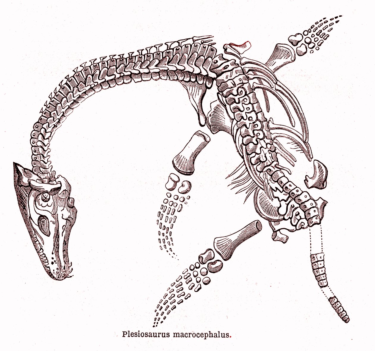 Plesiosaurus macrocephalus av Edouard Riou