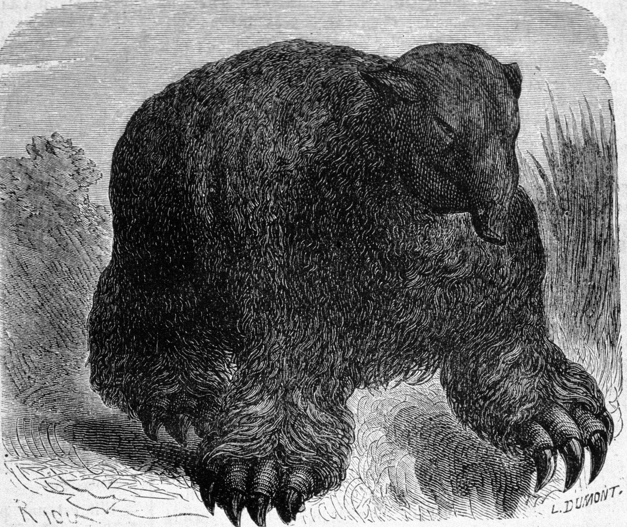 Forhistorie: representasjon av et megatherium (jordisk lat av elefantfamilien). Gravering av Edouard Riou (1833-1900) fra slutten av 1800-tallet. av Edouard Riou