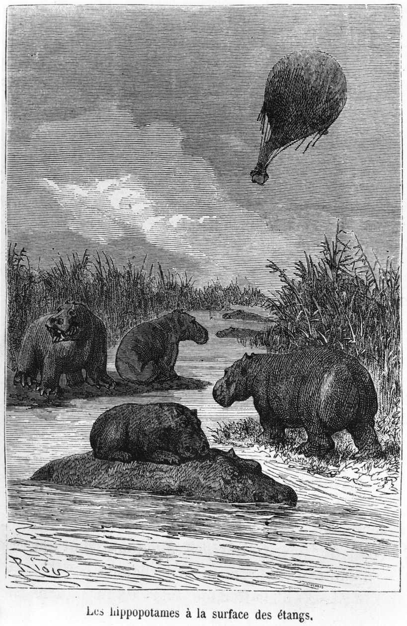 Flodhest, illustrasjon fra "Fem uker i en ballong" av Jules Verne (1828-1905) Paris, Hetzel av Edouard Riou