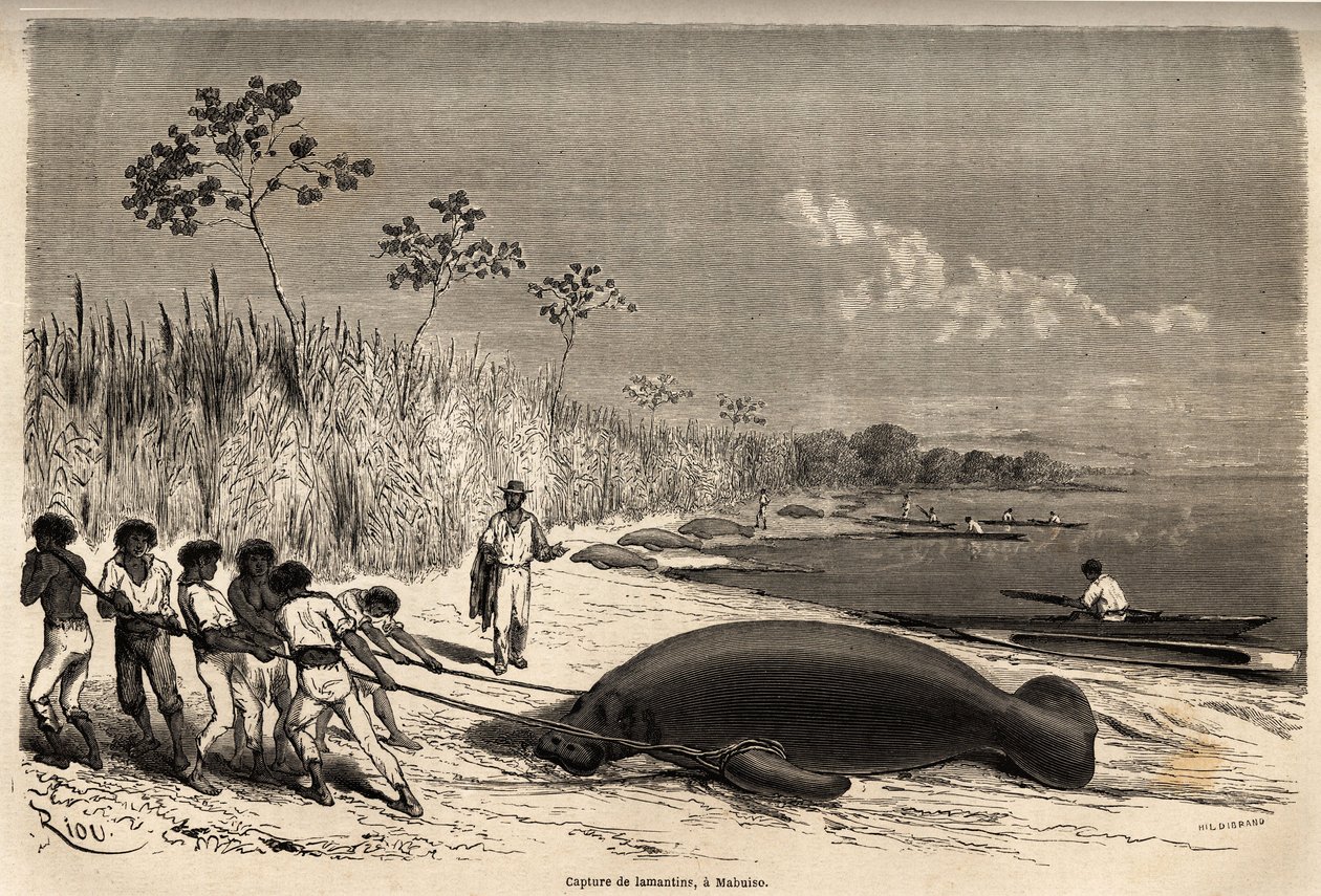 Fangst av sjøkuer, i Mabuiso (Peru). Tegning av Riou, for å illustrere seilasen fra Stillehavet til Atlanterhavet av Edouard Riou