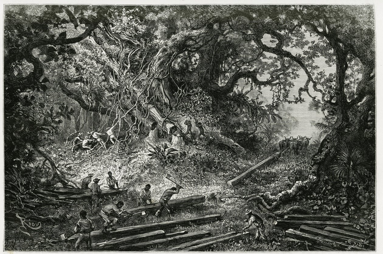 Utnyttelsen av mahogni i skogene i Andesfjellene. Gravering av Riou, for å illustrere historien "" Reisen til Yucatan og Lacandons land", i 1882, av Desire Charnay (1828-1915) arkeolog og fotograf. Publisert i Tour du monde nou av Edouard Riou