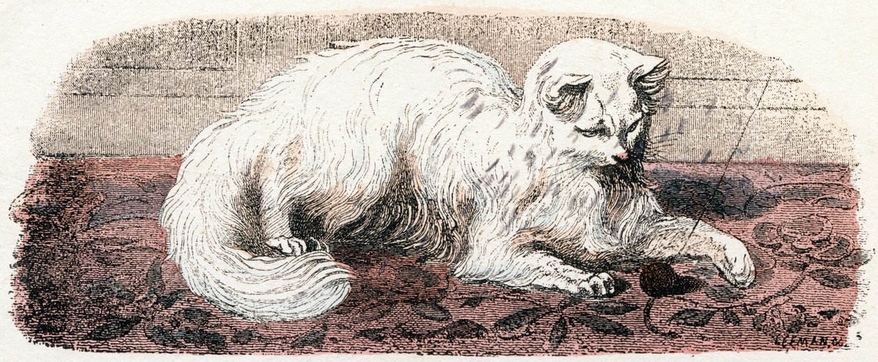 Angorakatt - "Alfabet illustrerer dyr" 1800-tallet (gravering) av Edouard Travies