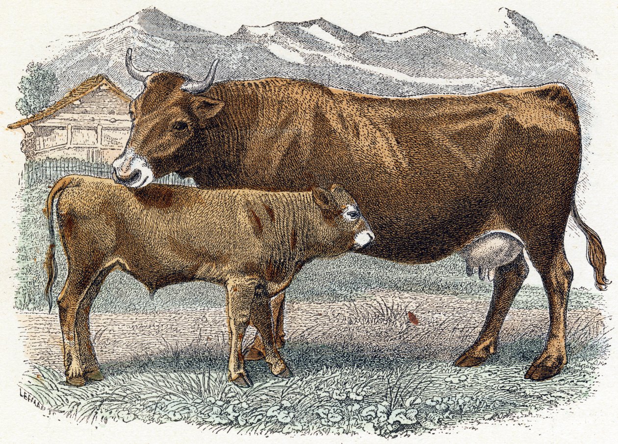 Kalveku - "Alfabet illustrerer dyr" 1800-tallet (gravering) av Edouard Travies