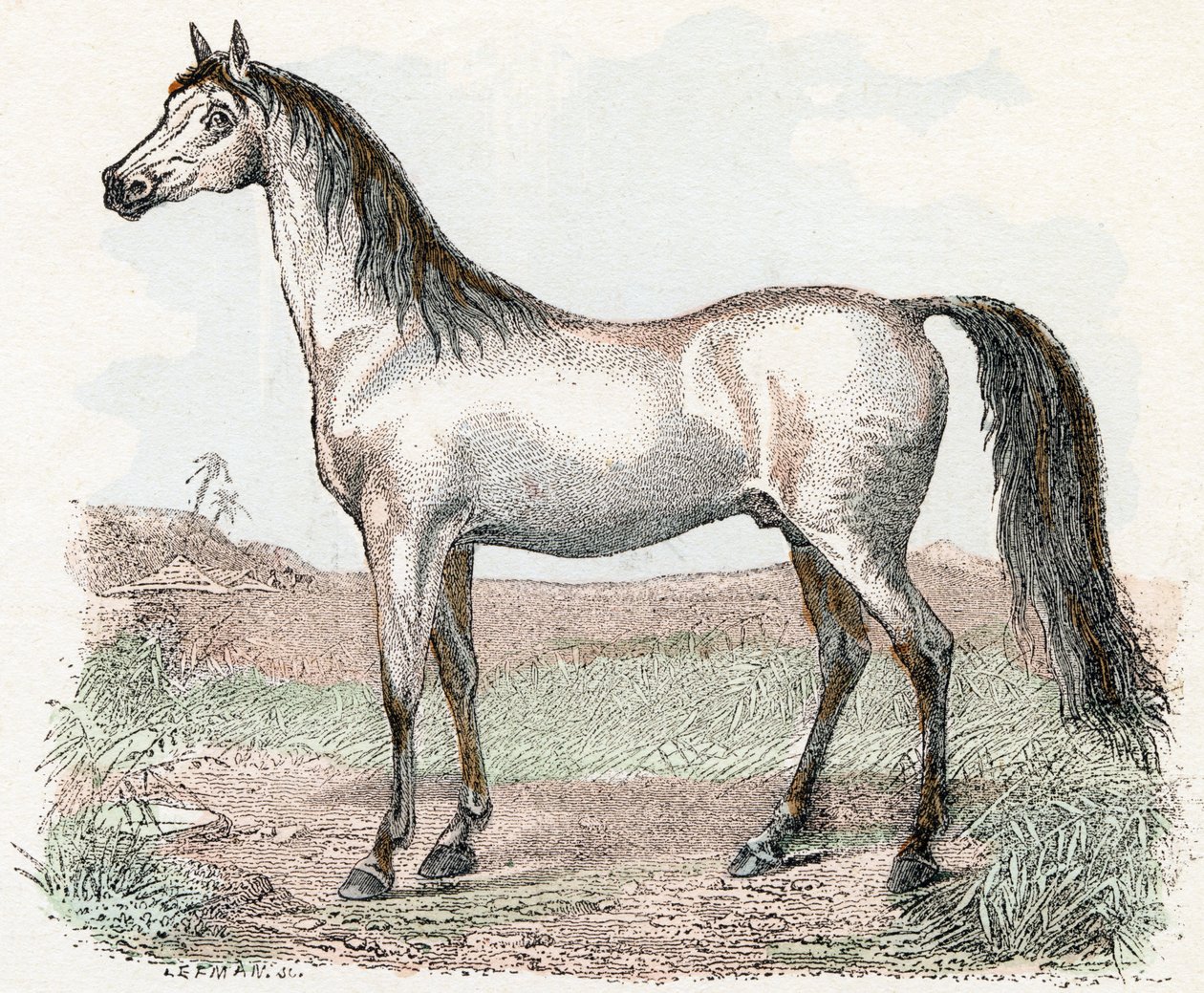 Hest- "Alfabet illustrerer dyr" 1800-tallet (gravering) av Edouard Travies
