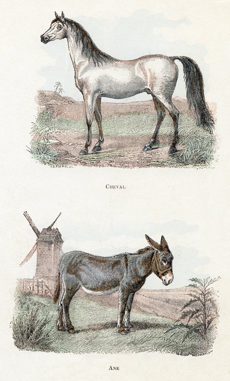 Hest og esel- "Alfabet illustrerer dyr" 1800-tallet (gravering) av Edouard Travies