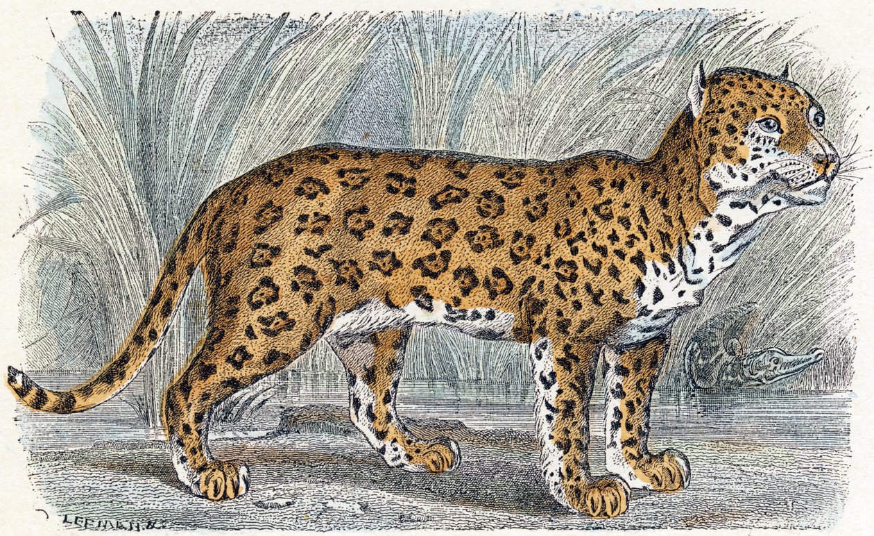 Jaguar- "Alfabet illustrerer dyr" 1800-tallet (gravering) av Edouard Travies