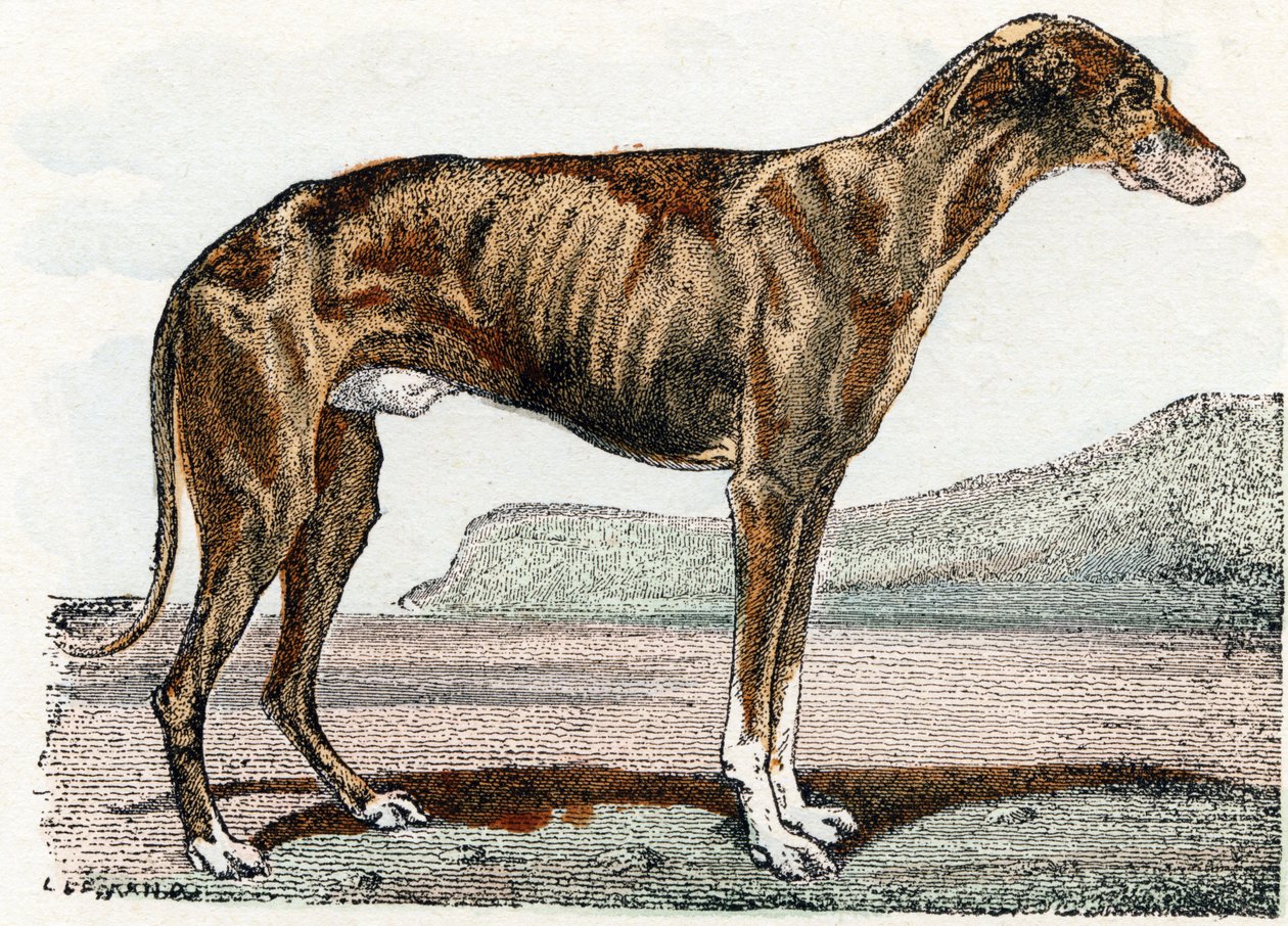 Levrier (hund)- "Alfabet illustrerer dyr" 1800-tallet (gravering) av Edouard Travies