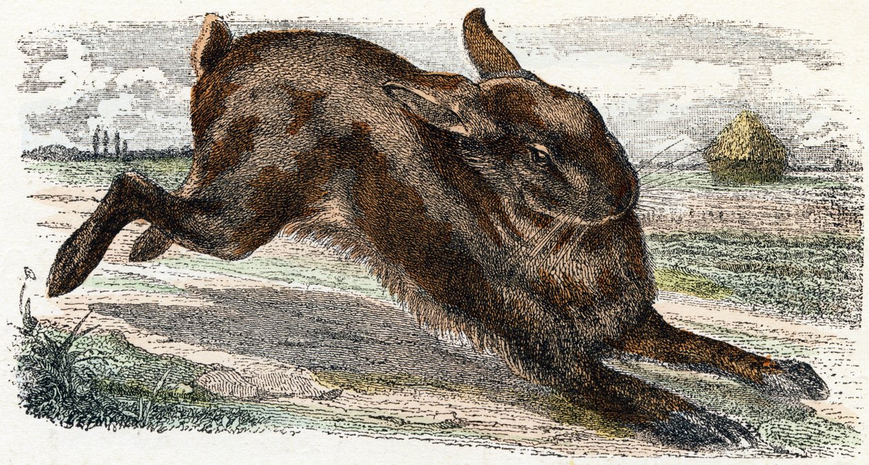 Lievre- "Alfabet illustrerer dyr" 1800-tallet (gravering) av Edouard Travies