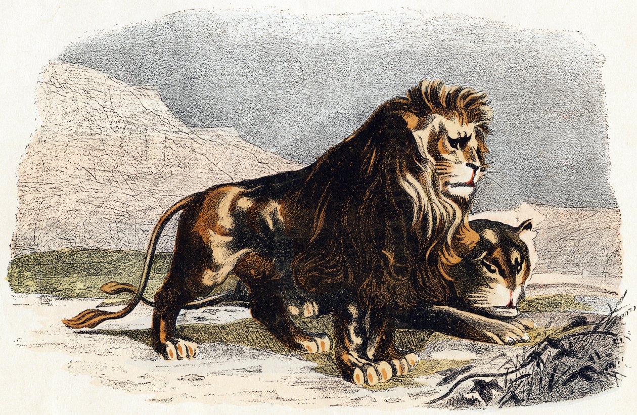 Løve og løvinne- "Alfabet illustrerer dyr" 1800-tallet (gravering) av Edouard Travies