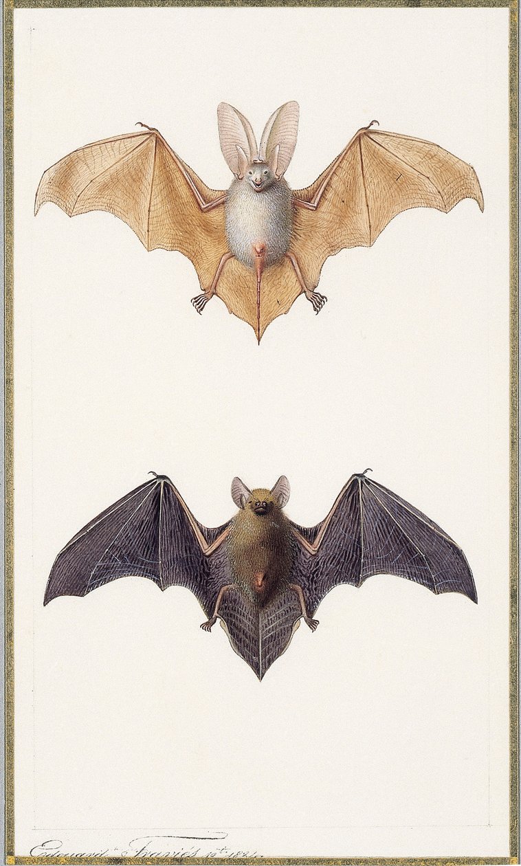 Langøret flaggermus og en vanlig flaggermus, 1834 av Edouard Travies
