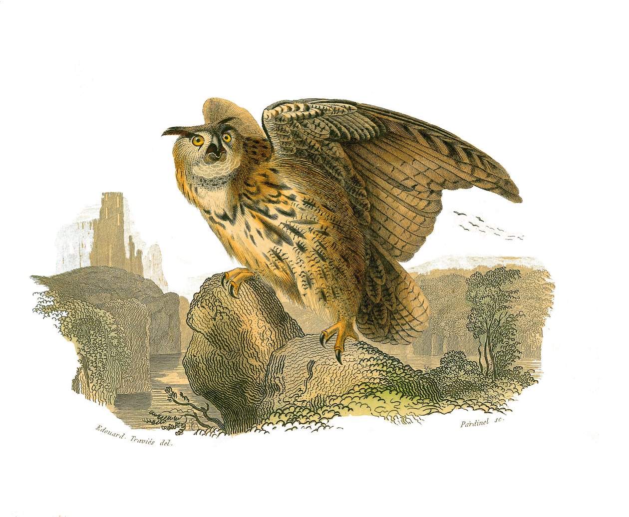 Naturhistorisk styre: Zoologisk tavle som viser rovfugler på dagtid. Storhertugen av Edouard Travies