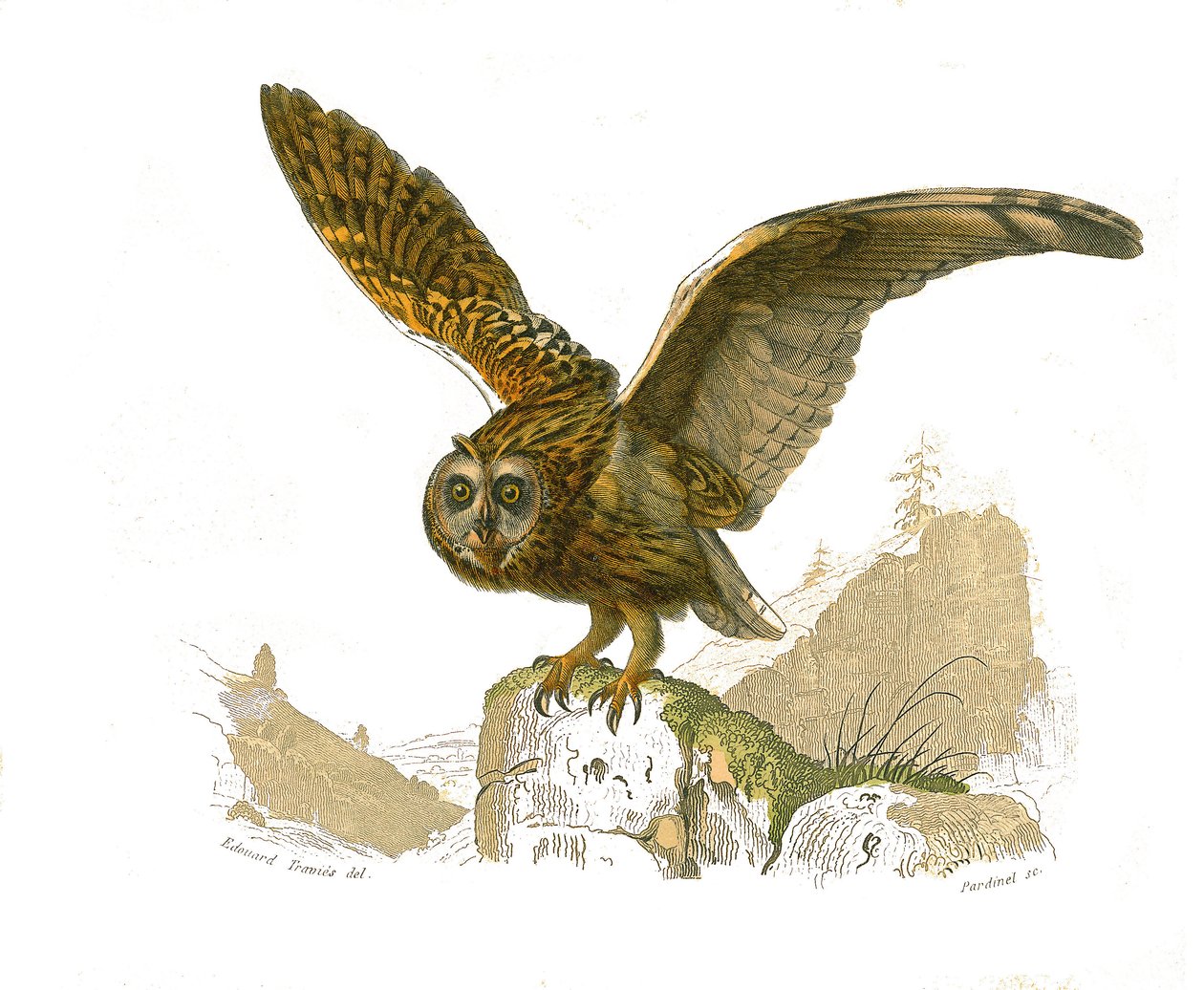 Naturhistorisk styre: Zoologisk tavle som viser rovfugler på dagtid. Uglen. Plate trukket fra de ni bindene om fugler i "" Works complete of Buffon""" skrevet av naturforsker Georges Louis Leclerc, greve av Buffon (1707-1788) mellom 1749 og 1785. I av Edouard Travies