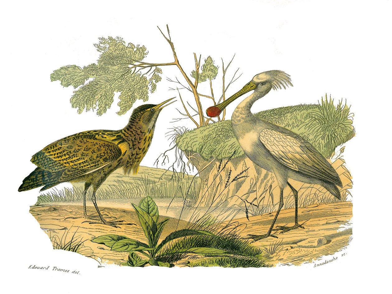 Naturhistorisk styre: Zoologisk tavle som viser vannfugler og cultrirostre (med store, lange og sterke nebb): butor og spatel. Plate hentet fra de ni bindene om fugler i "" Works complete of Buffon""" skrevet av naturforsker Georges Louis av Edouard Travies