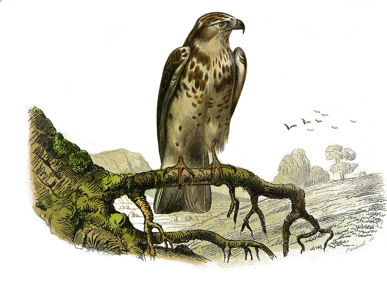 Naturhistorisk styre: Zoologisk styre som representerer rovfugler om natten. Jean le Blanc (Jean-Le-Blanc). Plate hentet fra de ni bindene om fugler i "" Works complete of Buffon""" skrevet av naturforsker Georges Louis Leclerc, gr av Edouard Travies
