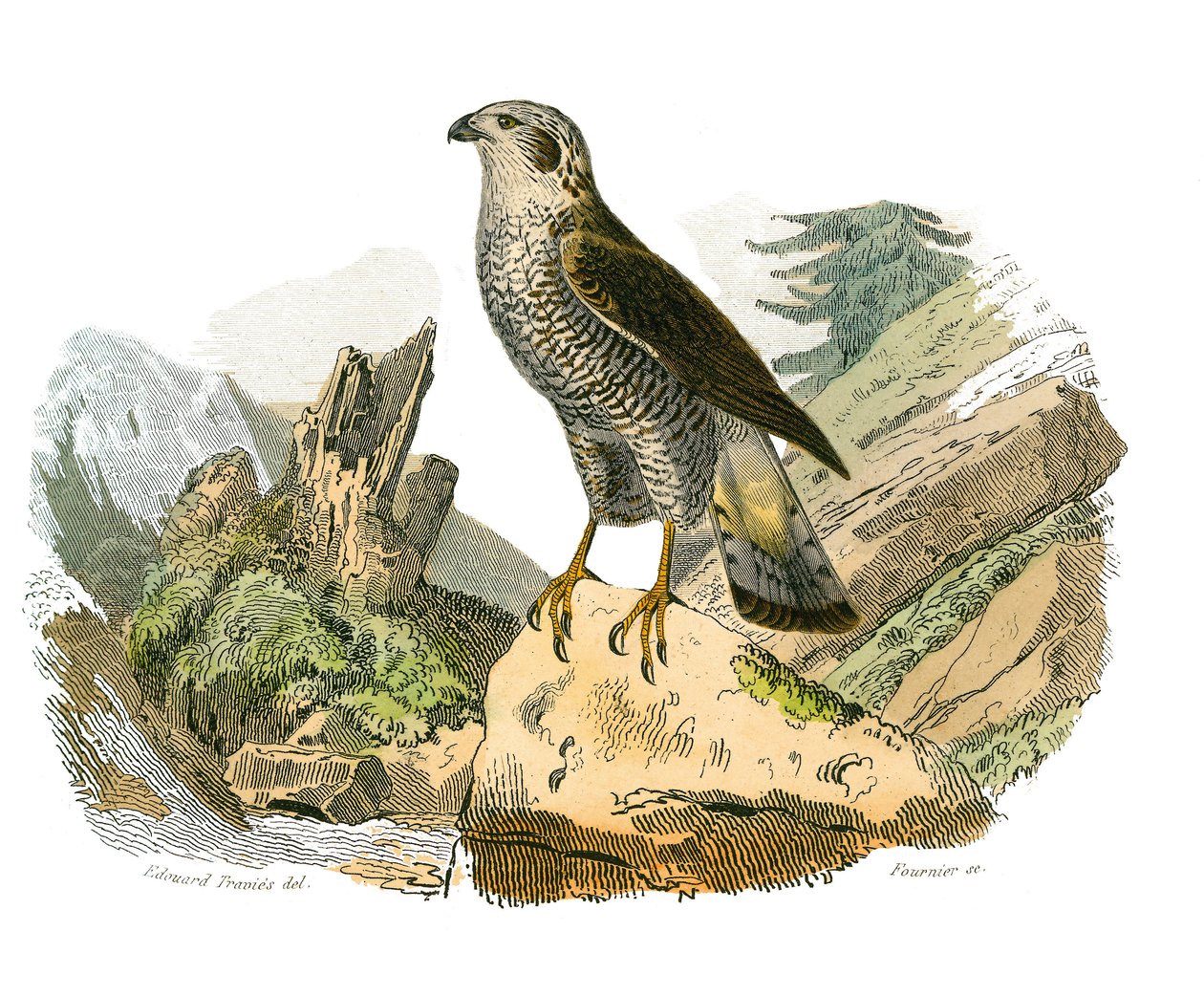 Naturhistorisk styre: Zoologisk styre som representerer rovfugler om natten. Den rundt. Plate hentet fra de ni bindene om fugler i "" Works complete of Buffon""" skrevet av naturforsker Georges Louis Leclerc, greve av Buffon av Edouard Travies