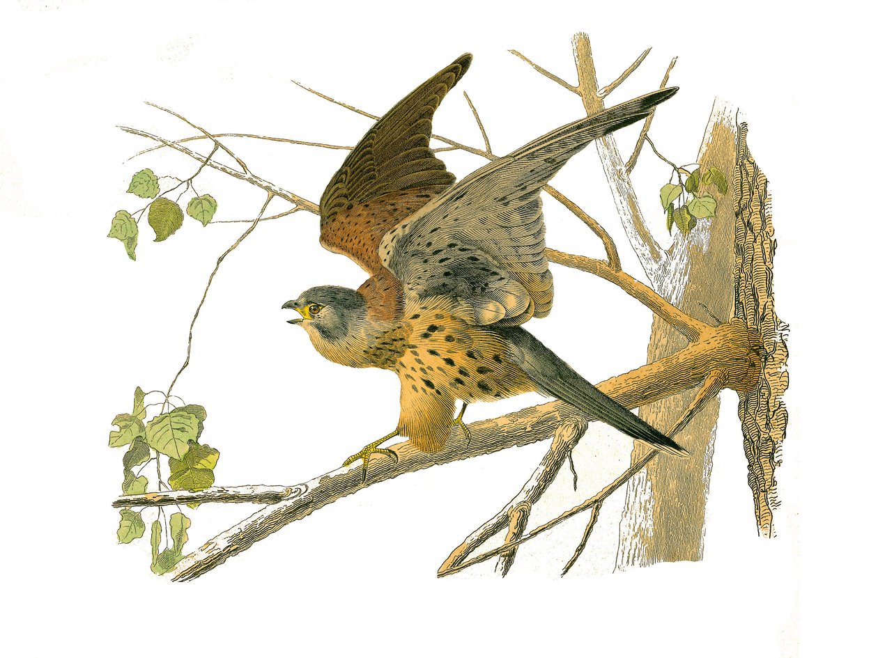 Natural History Board: Zoological board representing birds of prey at night. The cress. Plate drawn from the nine volumes on birds in “” Works complete of Buffon””” written by naturalist Georges Louis Leclerc, Count of Buffon (1707-1788) between 1749 and 1 av Edouard Travies
