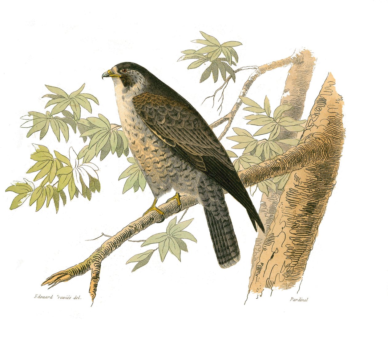 Naturhistorisk styre: Zoologisk styre som representerer rovfugler om natten. Falken. Plate hentet fra de ni bindene om fugler i "" Works complete of Buffon""" skrevet av naturforsker Georges Louis Leclerc, greve av Buffon av Edouard Travies
