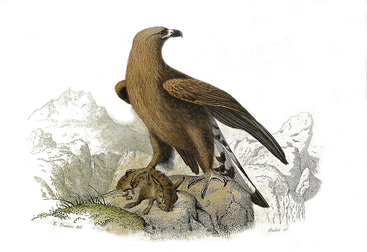 Naturhistorisk styre: Zoologisk styre som representerer rovfugler om natten. Den store ørnen. Plate trukket fra de ni bindene om fugler i "" Works complete of Buffon""" skrevet av naturforsker Georges Louis Leclerc, greve av Buffon (1707-1788) mellom 1749 av Edouard Travies