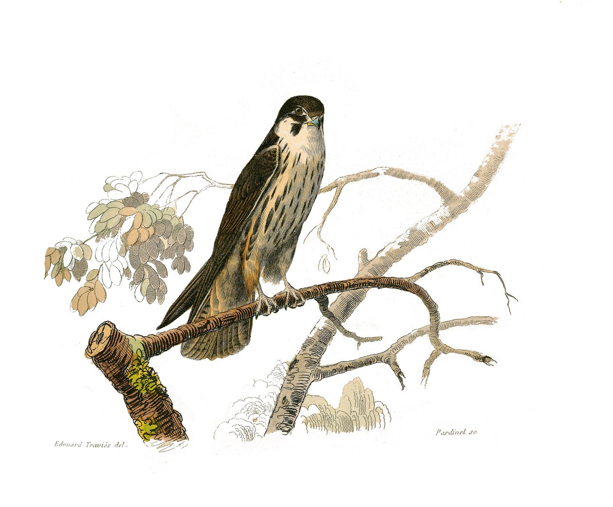 Naturhistorisk styre: Zoologisk styre som representerer rovfugler om natten. Hobereauet. Plate hentet fra de ni bindene om fugler i "" Works complete of Buffon""" skrevet av naturforsker Georges Louis Leclerc, greve av Buffon av Edouard Travies