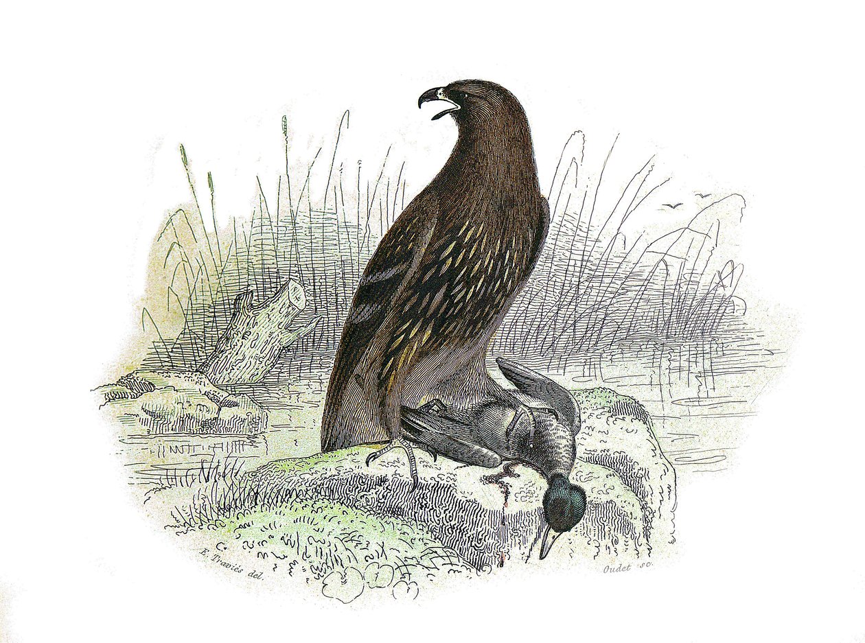 Naturhistorisk styre: Zoologisk styre som representerer rovfugler om natten. Den lille ørnen. Plate hentet fra de ni bindene om fugler i "" Works complete of Buffon""" skrevet av naturforsker Georges Louis Leclerc, greve av Buffon  av Edouard Travies