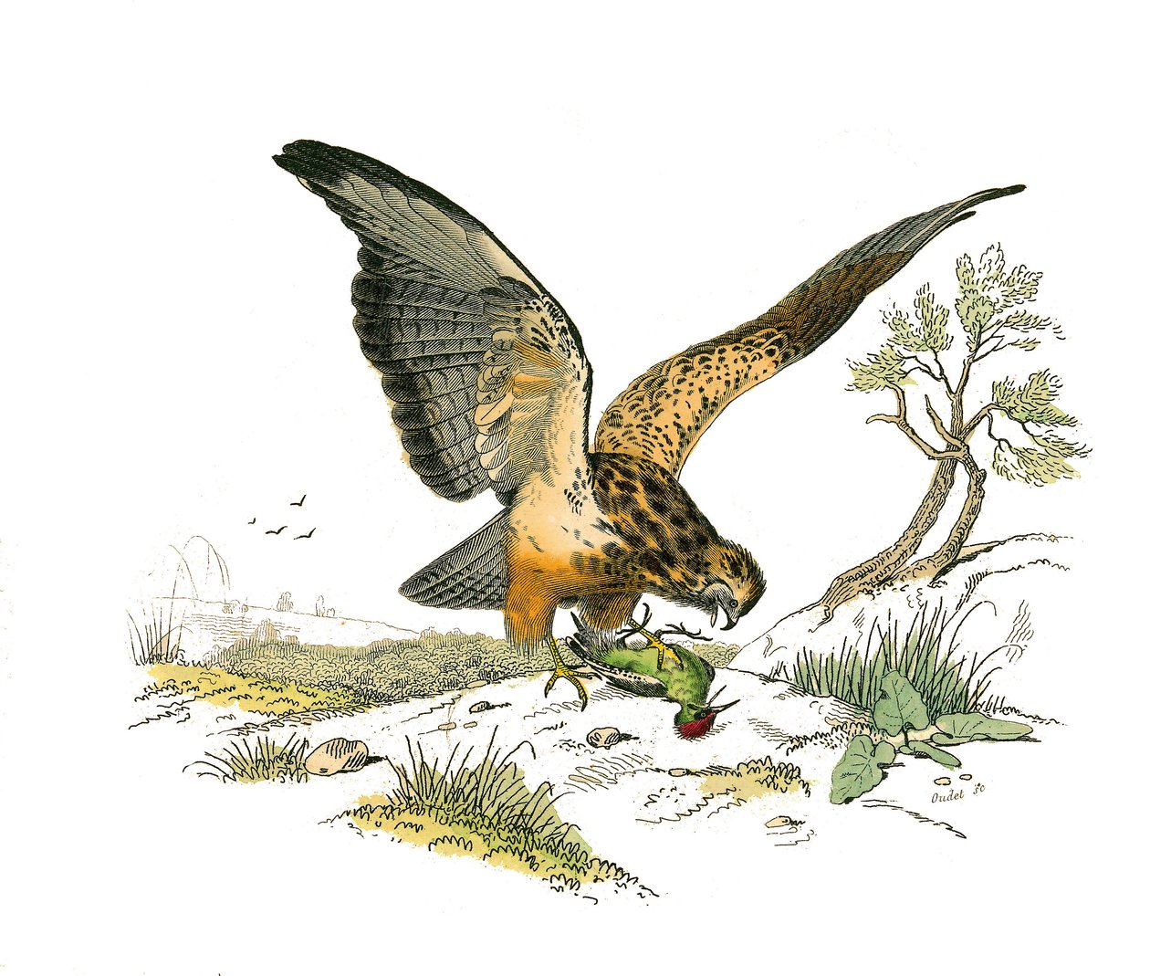 Naturhistorisk styre: Zoologisk styre som representerer rovfugler om natten. Munnstykket. Plate hentet fra de ni bindene om fugler i "" Works complete of Buffon""" skrevet av naturforsker Georges Louis Leclerc, greve av Buffon (1707-1788) mellom 1749 og av Edouard Travies