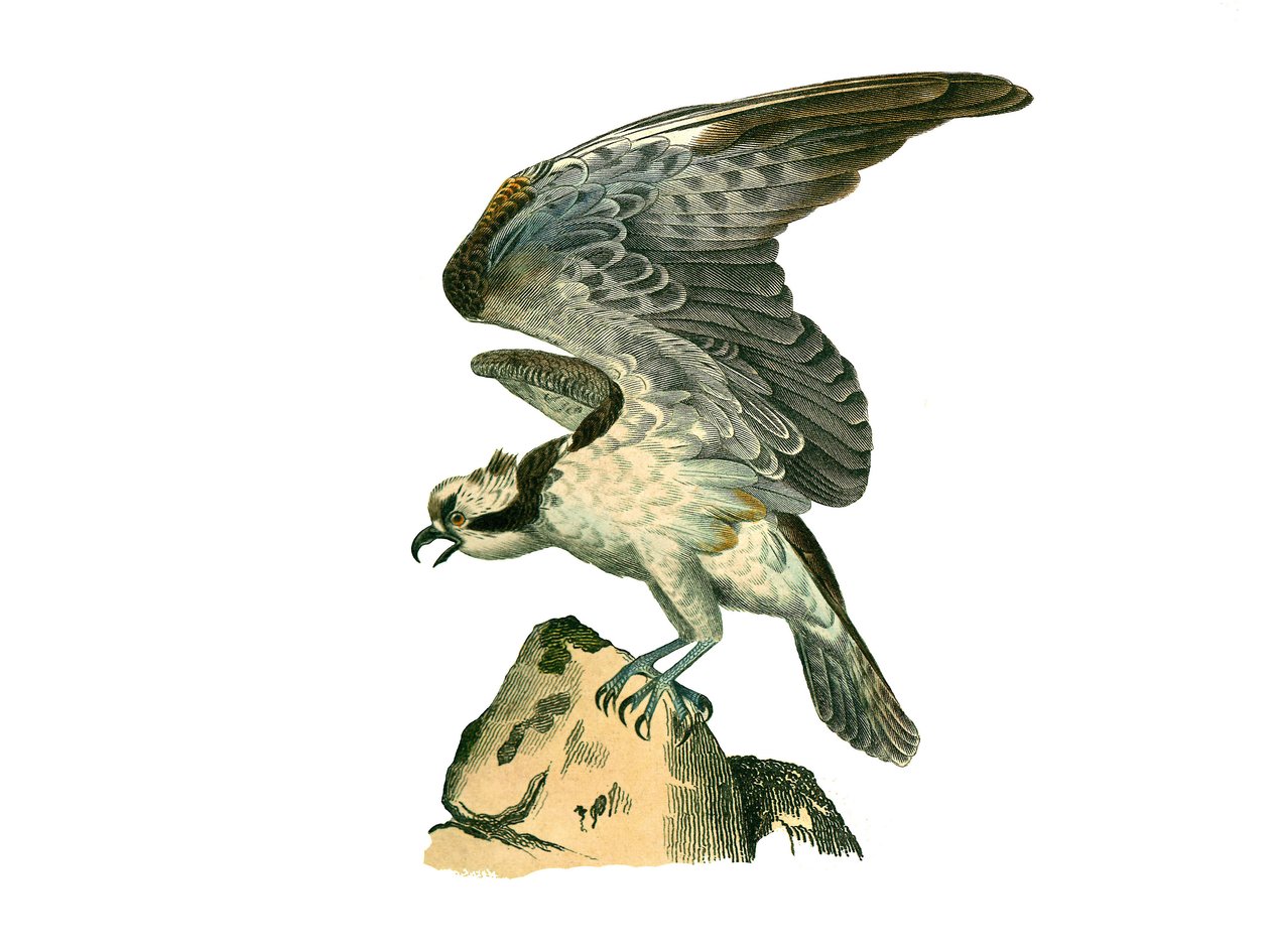Naturhistorisk styre: Zoologisk styre som representerer rovfugler om natten. Fiskeørnen. Plate hentet fra de ni bindene om fugler i "" Works complete of Buffon""" skrevet av naturforsker Georges Louis Leclerc, greve av Buffon av Edouard Travies
