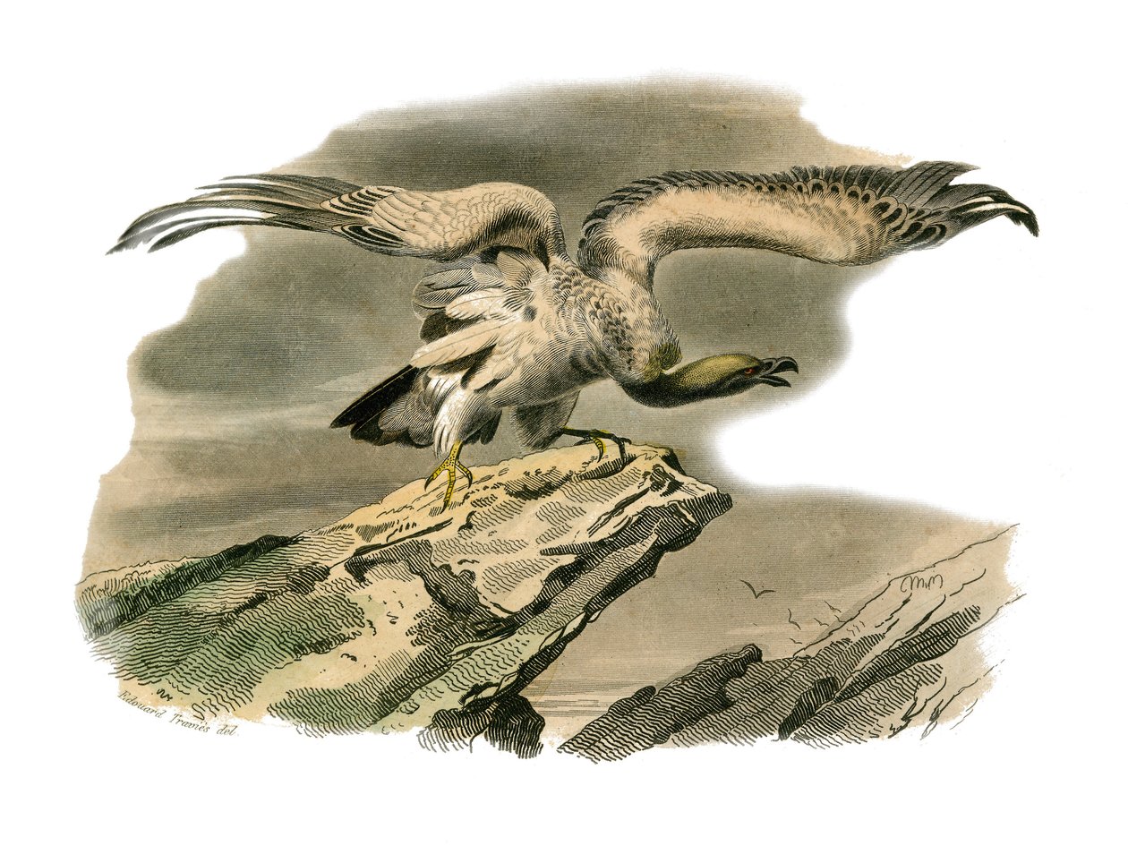 Natural History Board: Zoological board representing birds of prey at night. The percnoptere. Plate drawn from the nine volumes on birds in “” Works complete of Buffon””” written by naturalist Georges Louis Leclerc, Count of Buffon (1707-1788) between 1749 av Edouard Travies