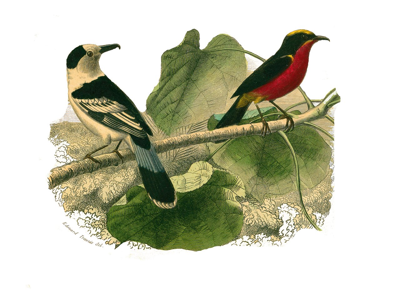 Naturhistorisk styre: Zoologisk styre som representerer rovfugler om natten. Vangaen og gonoleken. Plate hentet fra de ni bindene om fugler i "" Works complete of Buffon""" skrevet av naturforsker Georges Louis Leclerc, greve av Buffon av Edouard Travies